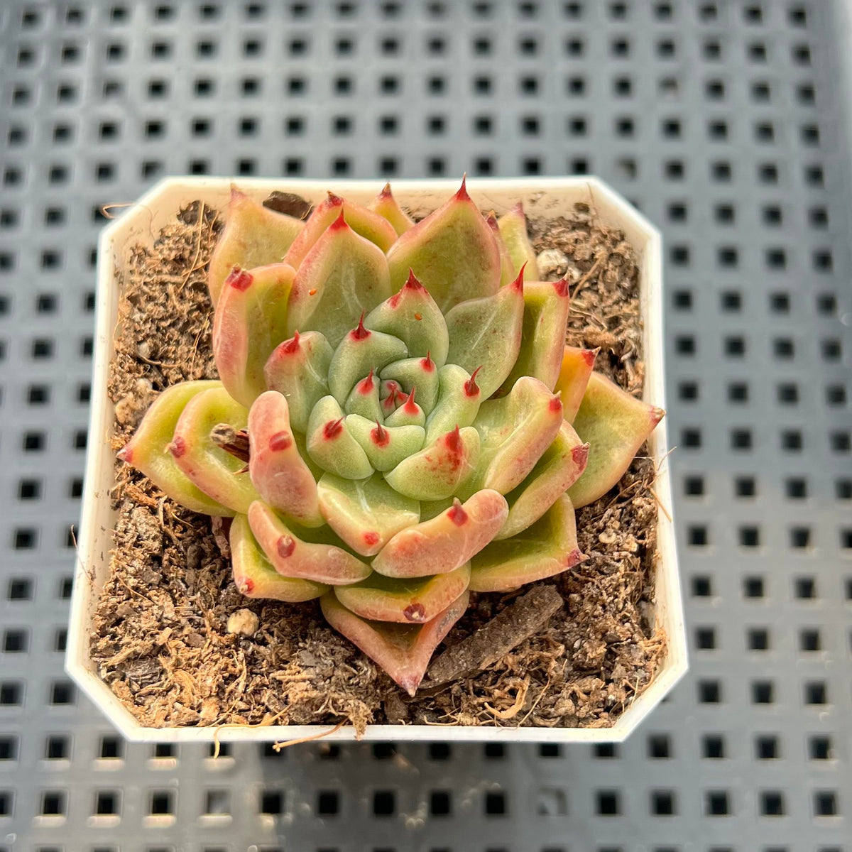 Echeveria 'Masera' 2" Succulent Plant (Potted)