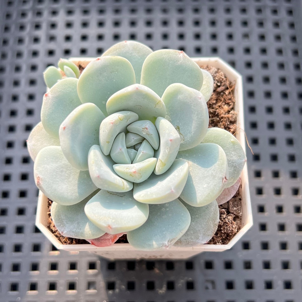 Echeveria 'Icy Green' 1"-2" Succulent Plant (Potted)