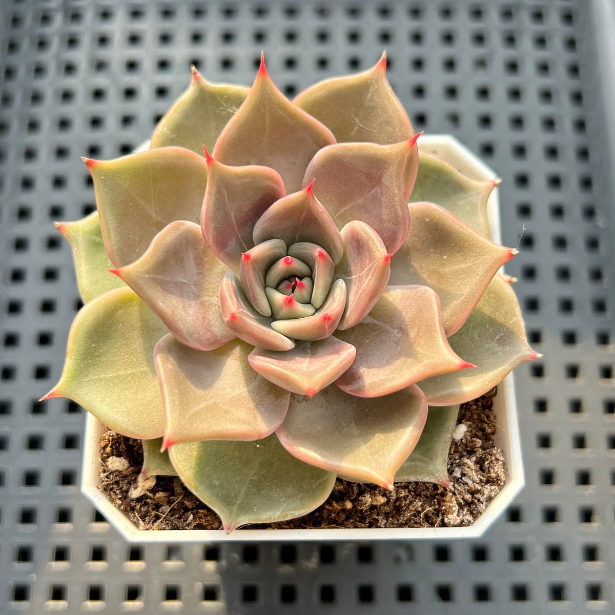 Echeveria 'Pinks' 2" Succulent Plant (Potted)