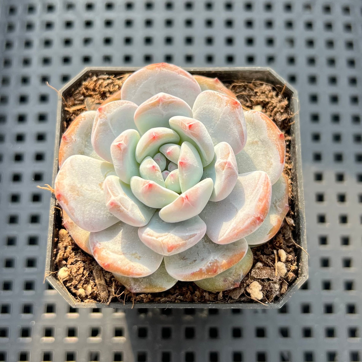 Echeveria 'Purple Look' 2" Succulent Plant (Potted)