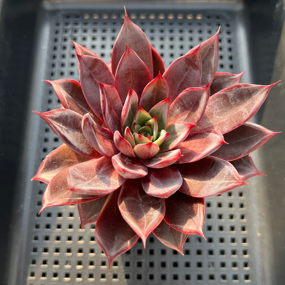 Echeveria 'Mysterious Night' 3"-4" Succulent Plant (Potted)