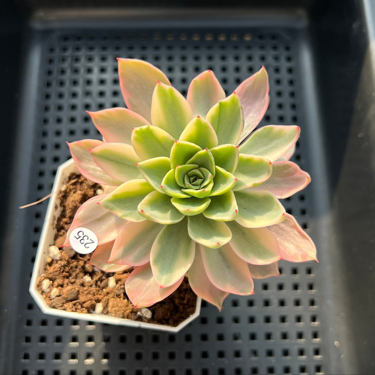 Echeveria 'Ice Pinky' Variegated 2"-3" Succulent Plant (Potted)