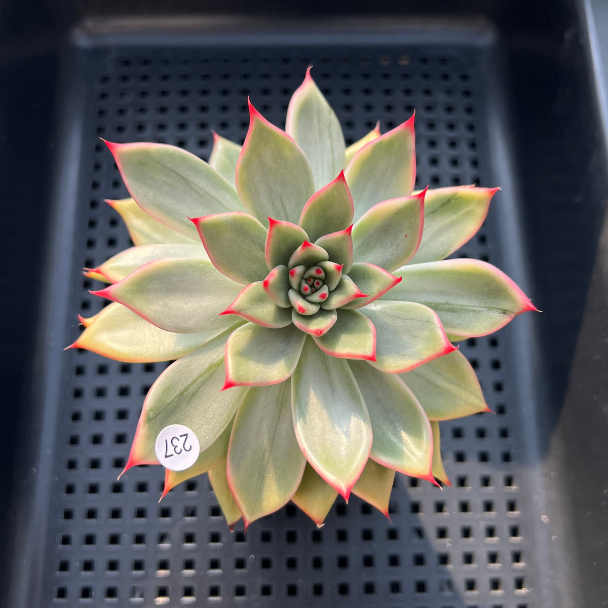 Echeveria Agavoides 'Peach Blossom' Variegated 2"-3" Succulent Plant (Potted)