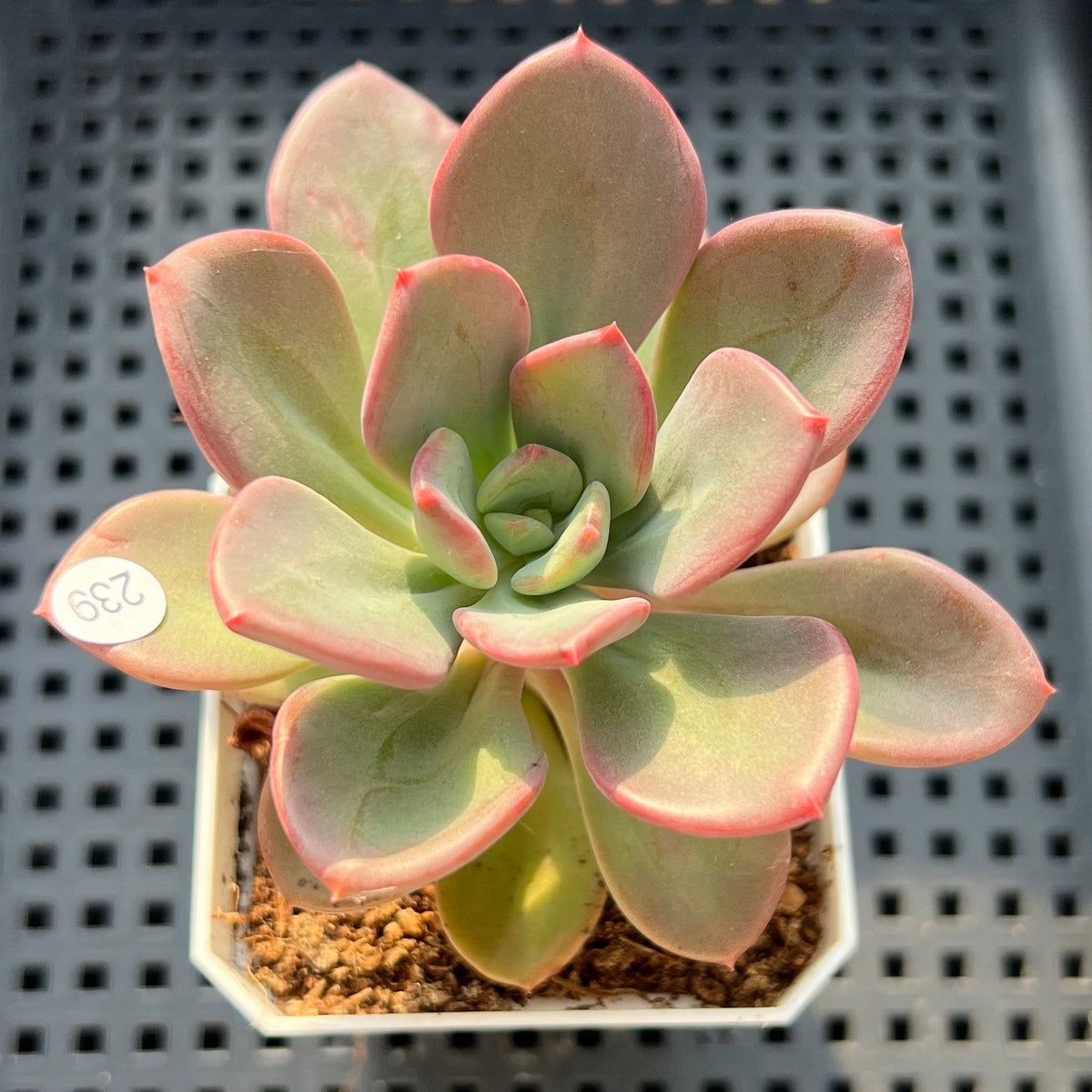 Pachyveria sp. 2"-3" Succulent Plant (Potted)