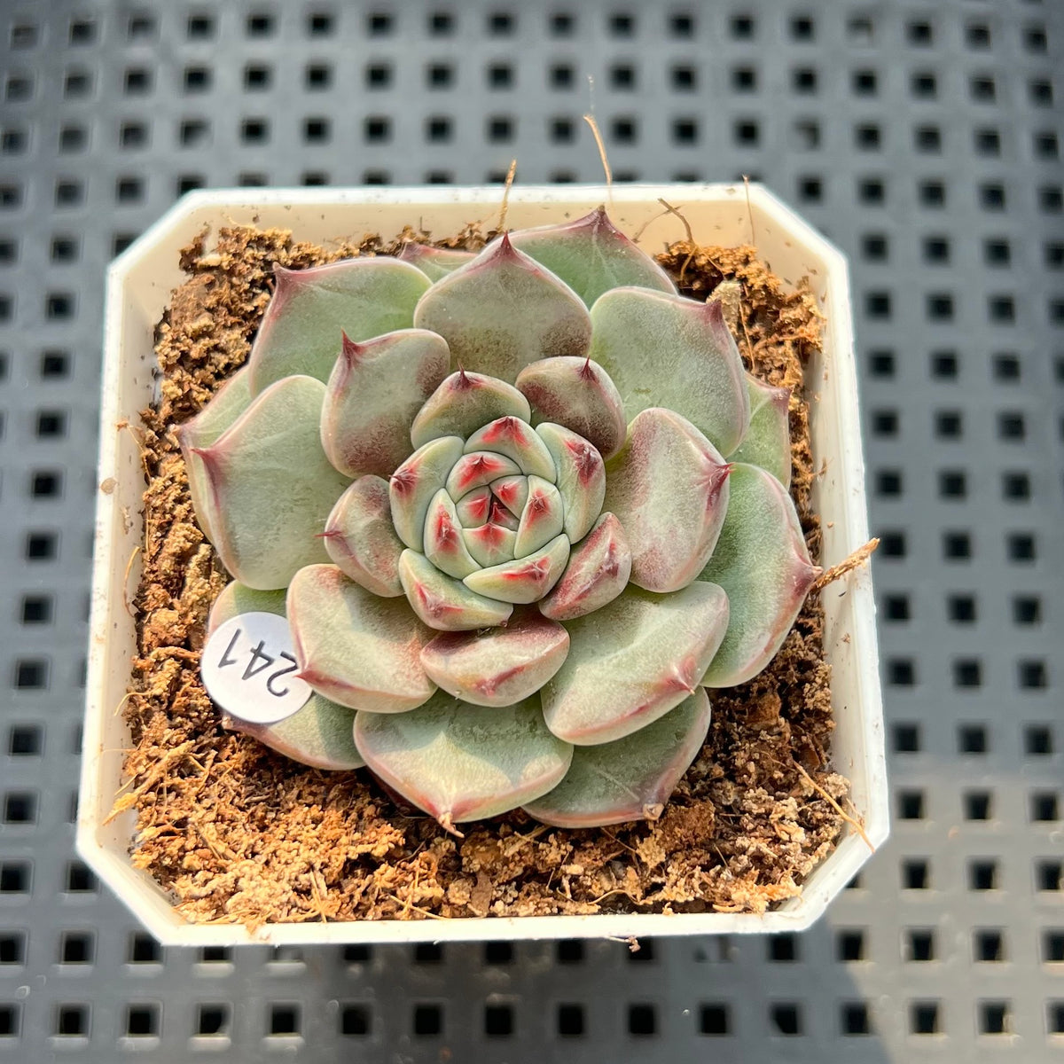 Echeveria 'Harvest' 1"-2" Succulent Plant(Potted)