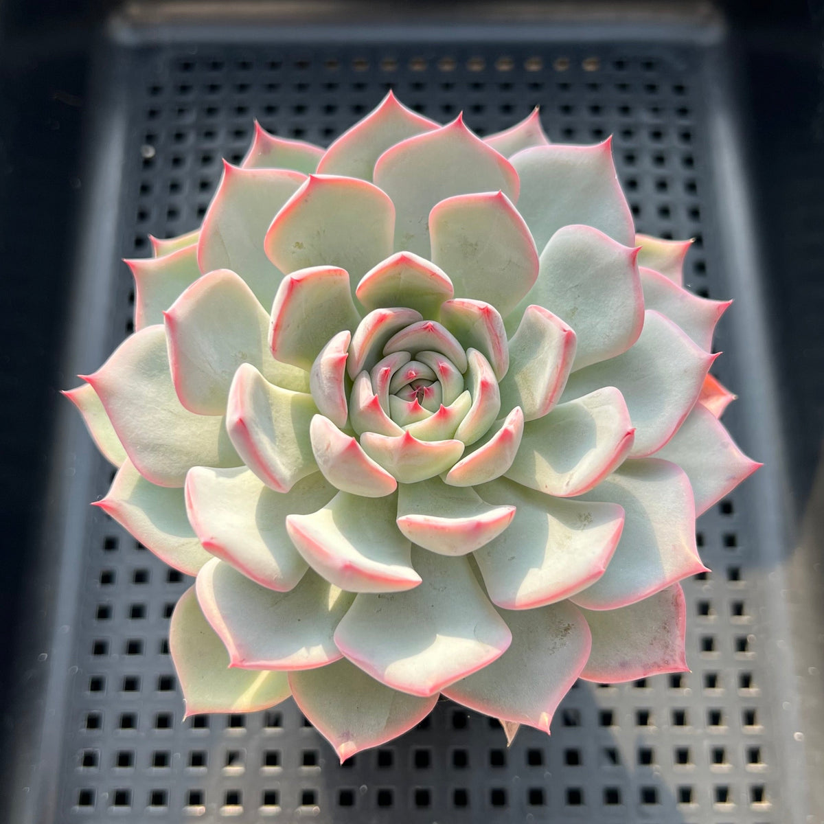 Echeveria 'Keralean' 3" Succulent Plant (Potted)