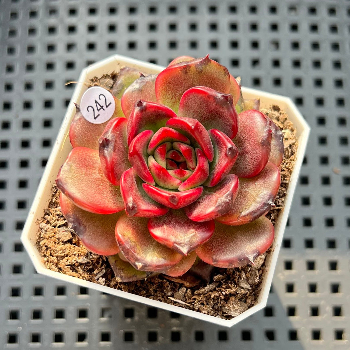 Echeveria sp. 2"-3" Succulent Plant (Potted)