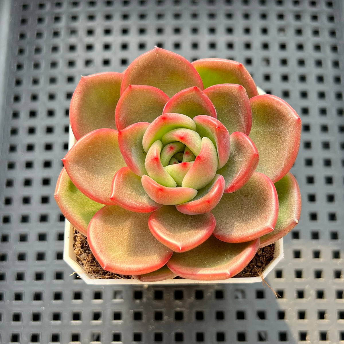 Echeveria 'Flower Ring' 3" New Hybrid Succulent Plant (Potted)