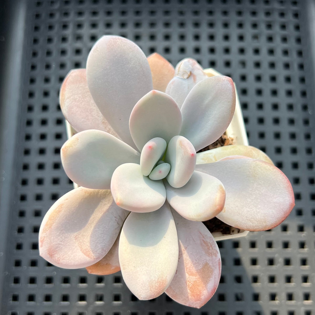 Graptoveria 'Lalla' 2"-3" Succulent Plant(Potted)
