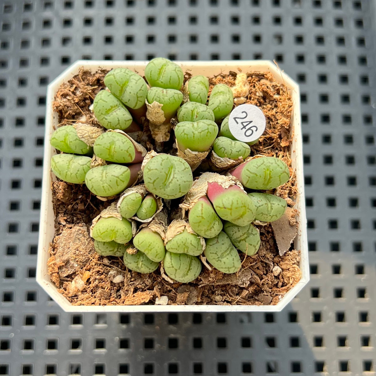 Conophytum Falciforme 'Monkey Mask' 2"-3" Succulent Plant (Potted)