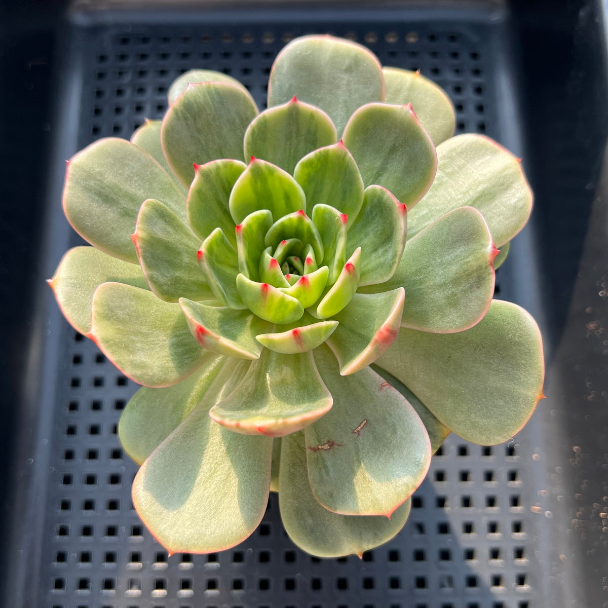 Echeveria 'Salu' Variegated 3"-4" Succulent Plant (Potted)