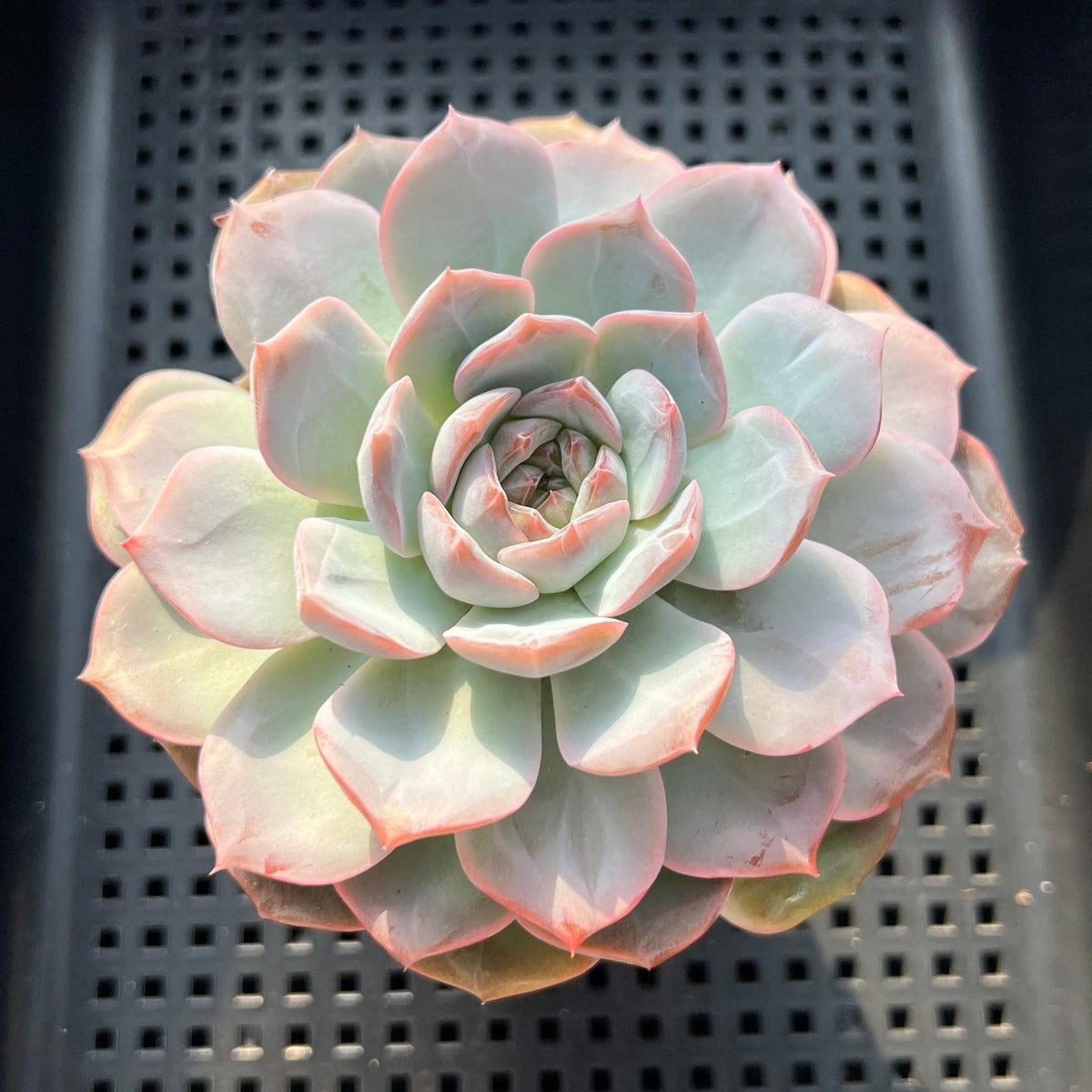 Echeveria 'Lychee Powder' 3"-4" Succulent Plant (Potted)