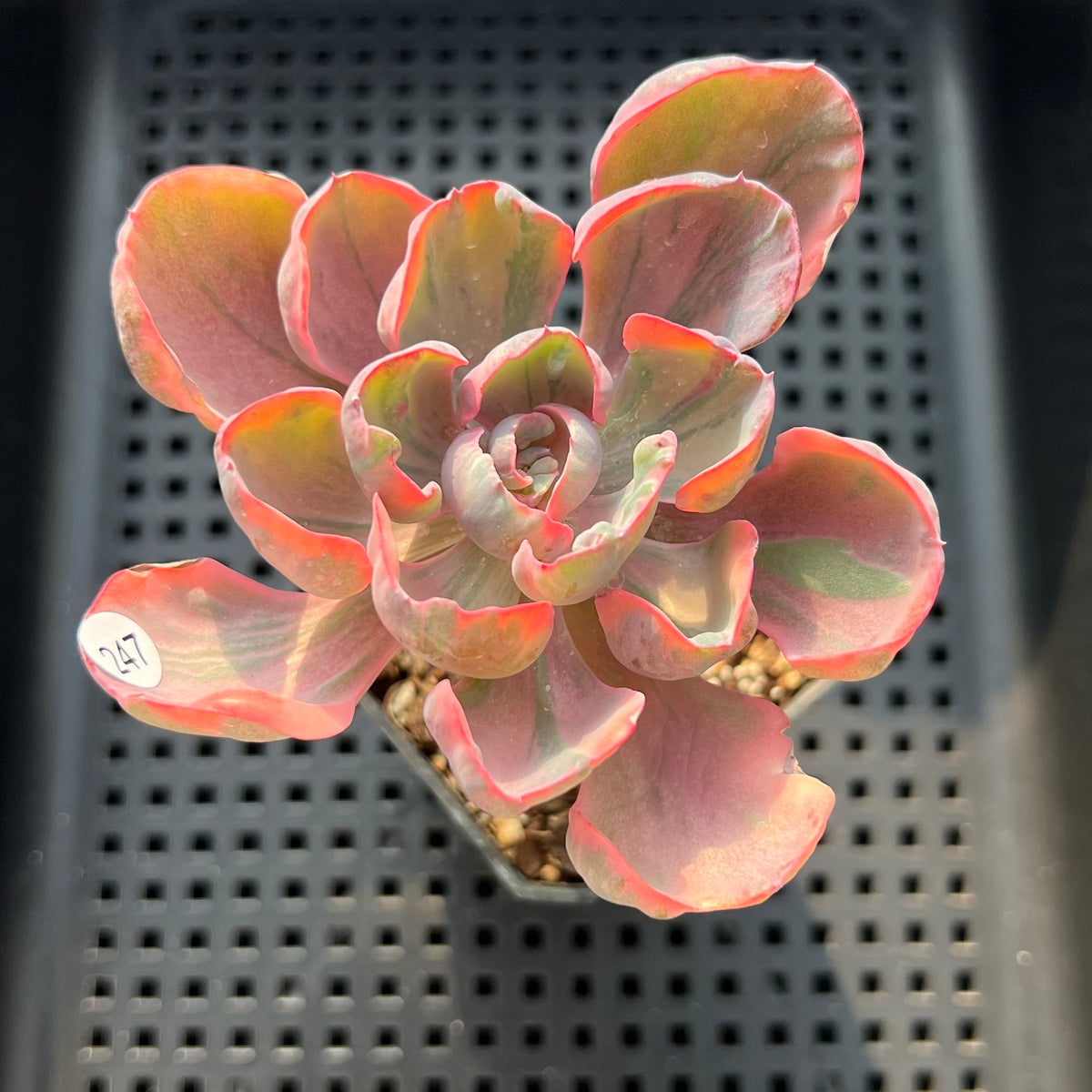 Echeveria 'Beyonce Rainbow' Variegated 2"-3" Succulent Plant (Potted)