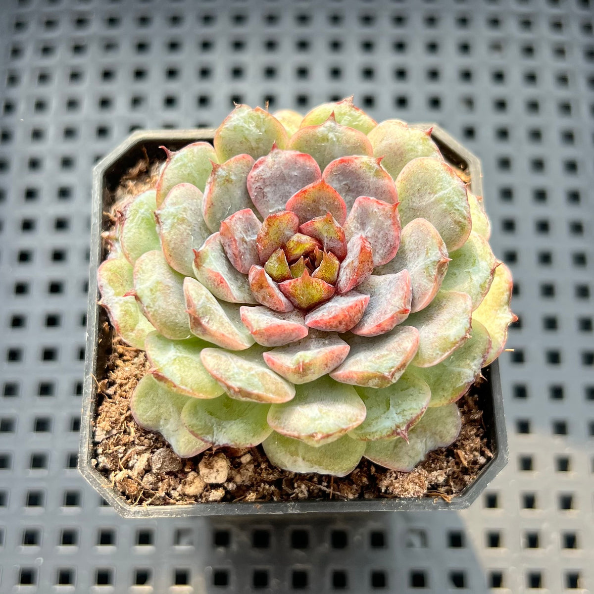 Echeveria 'Nova Blast' 2"-3" (Changhee Hybrid) Succulent Plant (Potted)