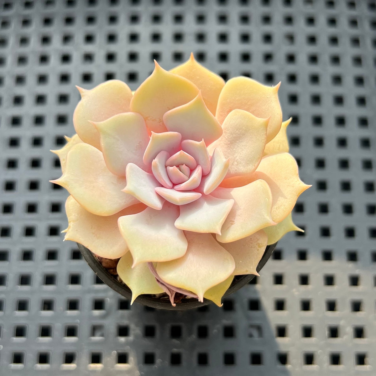 Echeveria 'Pastel Leon' 2" Succulent Plant (Potted)