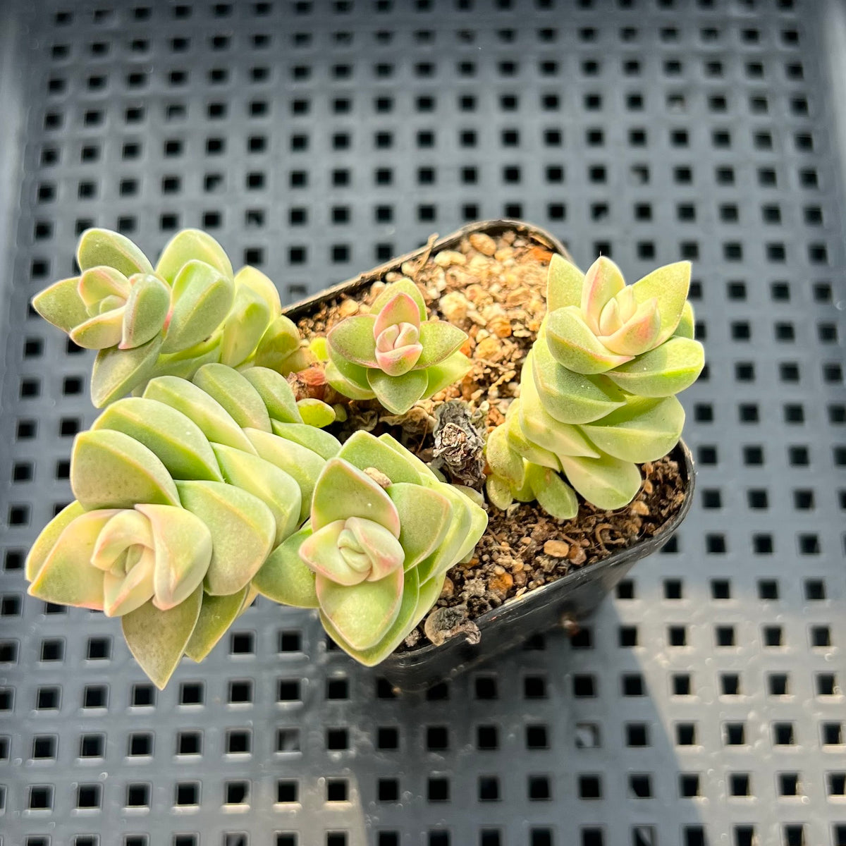 Crassula 'Moonglow' Variegated 2"Succulent Plant (Potted)