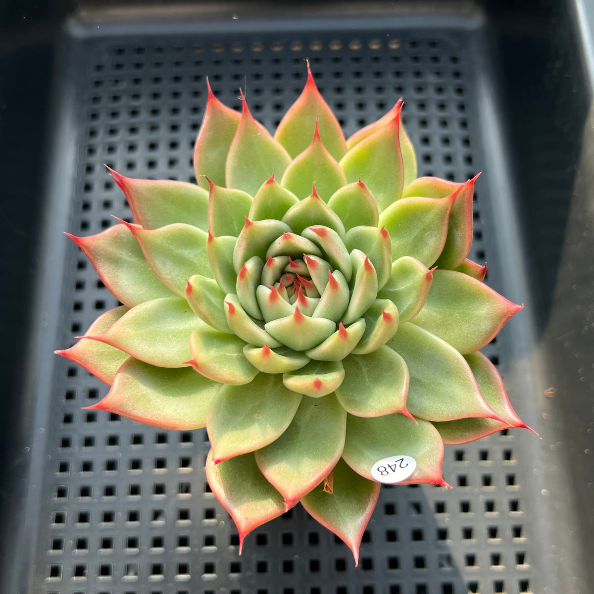 Echeveria 'Toscanelli' 3"-4" Large Succulent Plant (Potted)