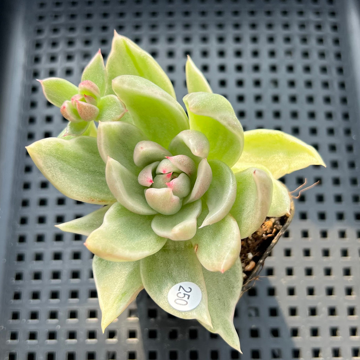 Echeveria Agavoides 'Saint Louis' Variegated 2"-3" Succulent Plant (Potted)