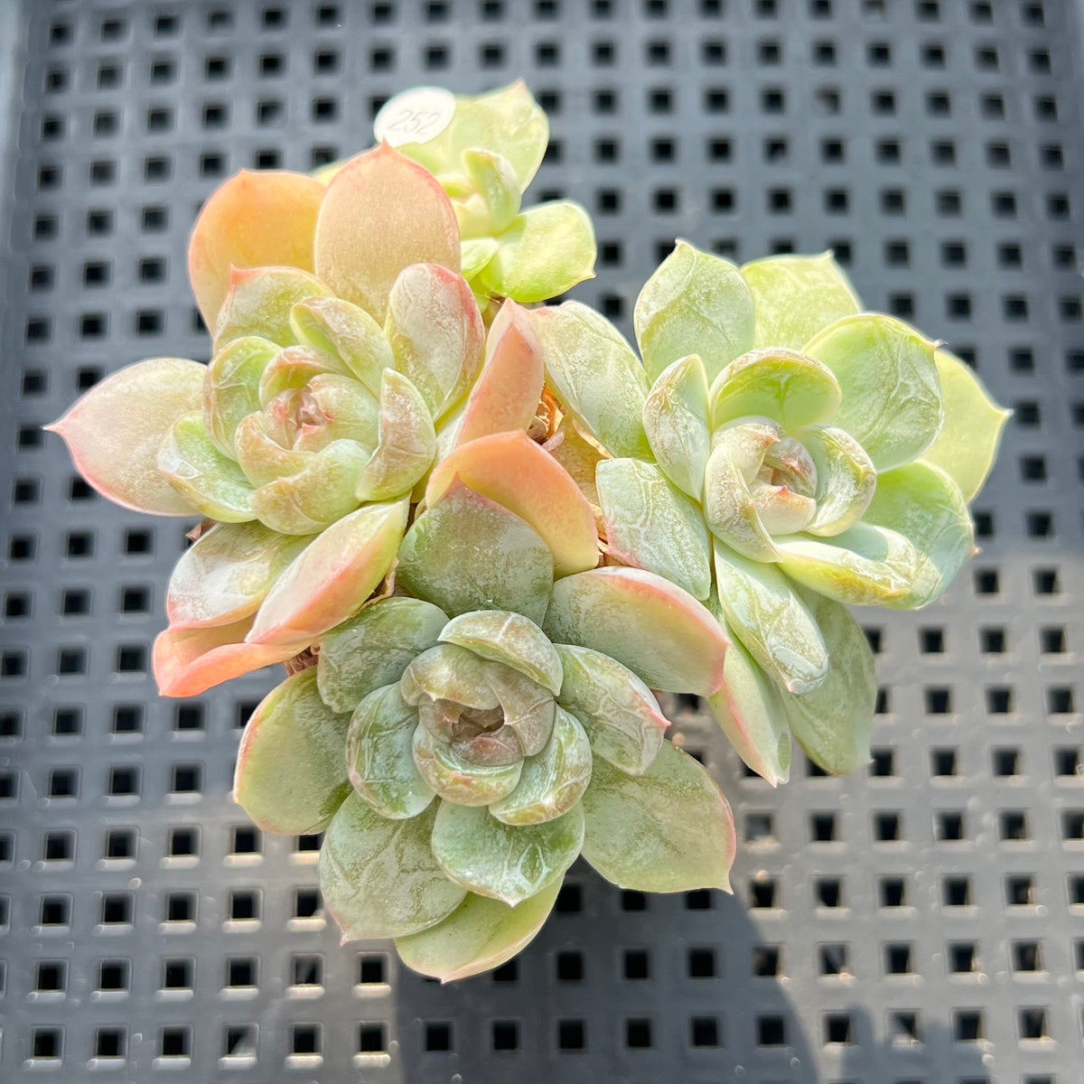 Echeveria sp. Cluster Jelly Type 2"-3" Succulent Plant (Potted)