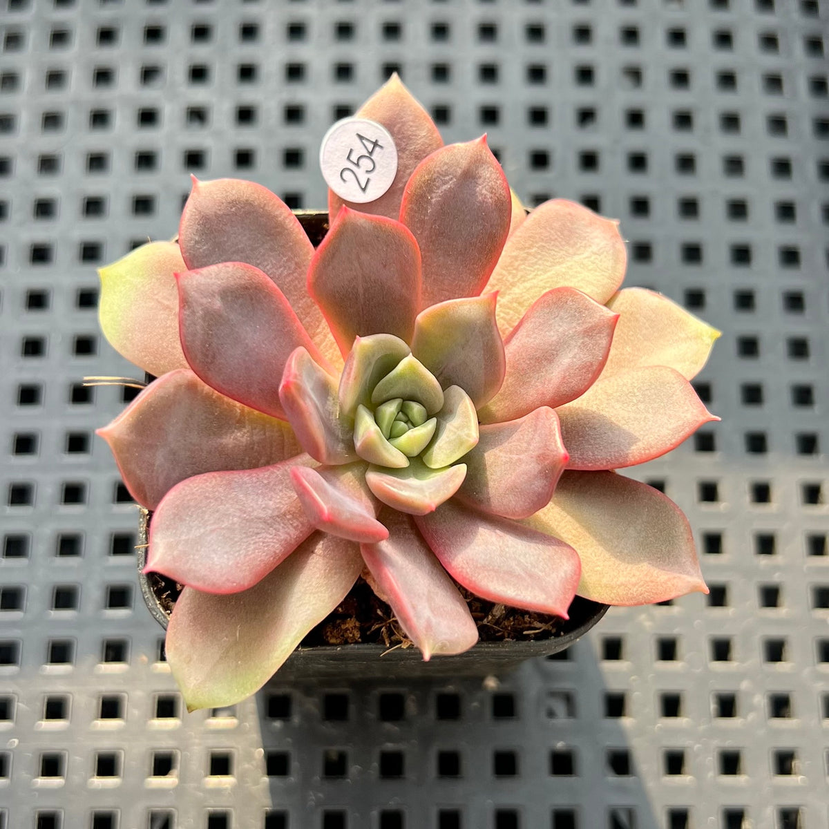 Echeveria 'Vasilisa' 2" Succulent Plant (Potted)