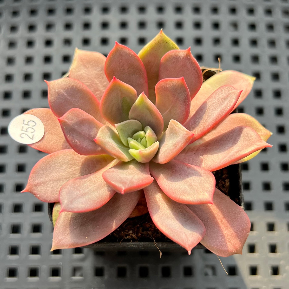 Echeveria 'Vasilisa' 2" Succulent Plant (Potted)