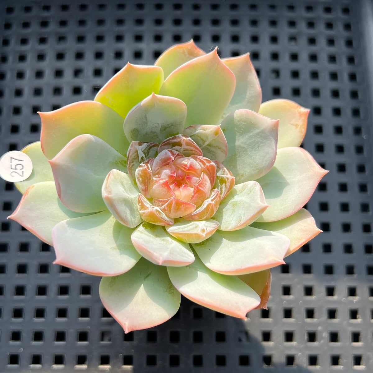 Echeveria sp. Jelly Type 2" Succulent Plant (Potted)