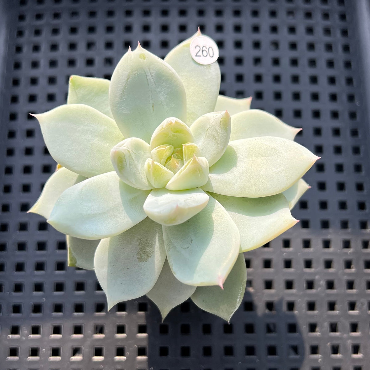Echeveria sp. Jelly Type 2" Succulent Plant (Potted)