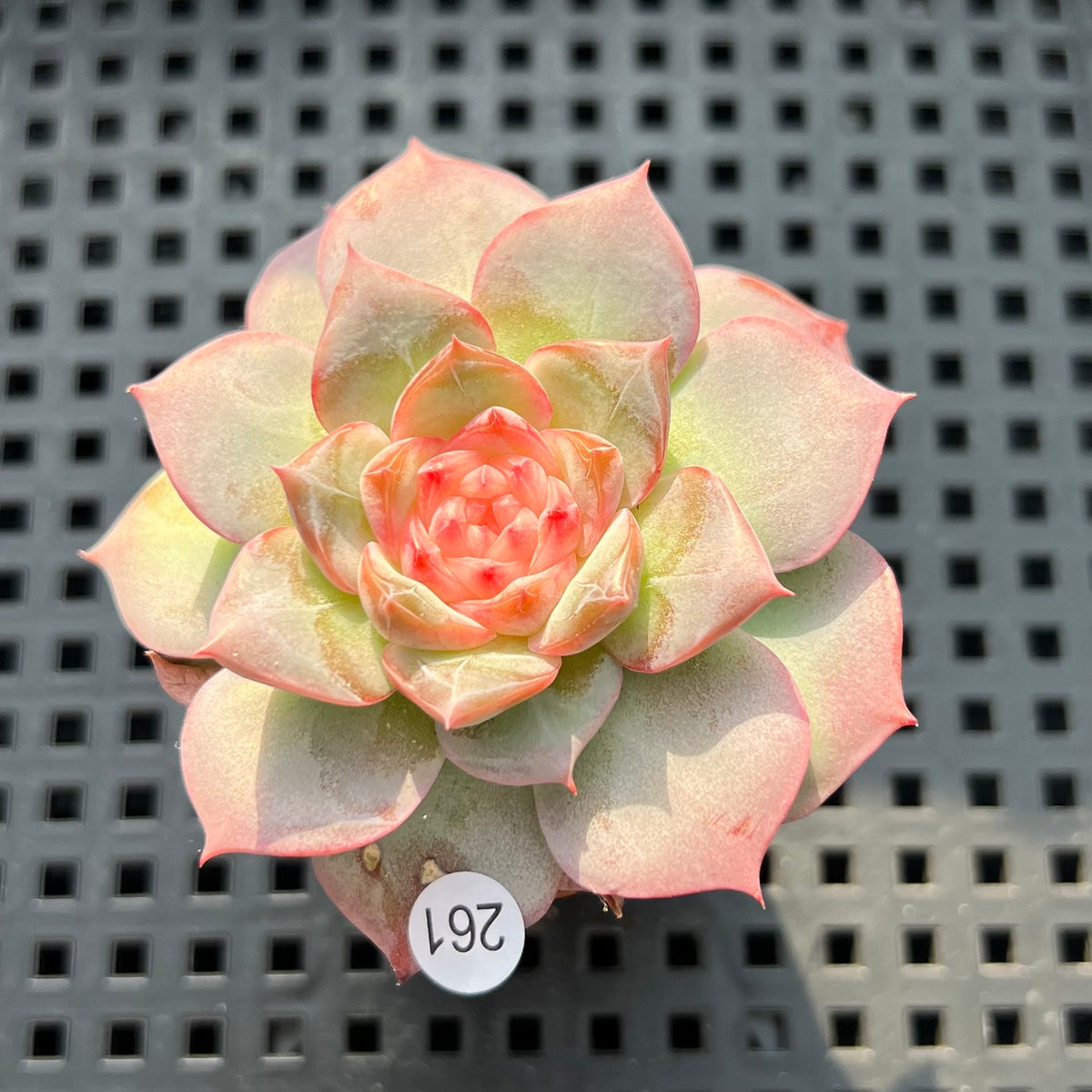 Echeveria 'Daiquiri' Jelly Type 2" Succulent Plant (Potted)
