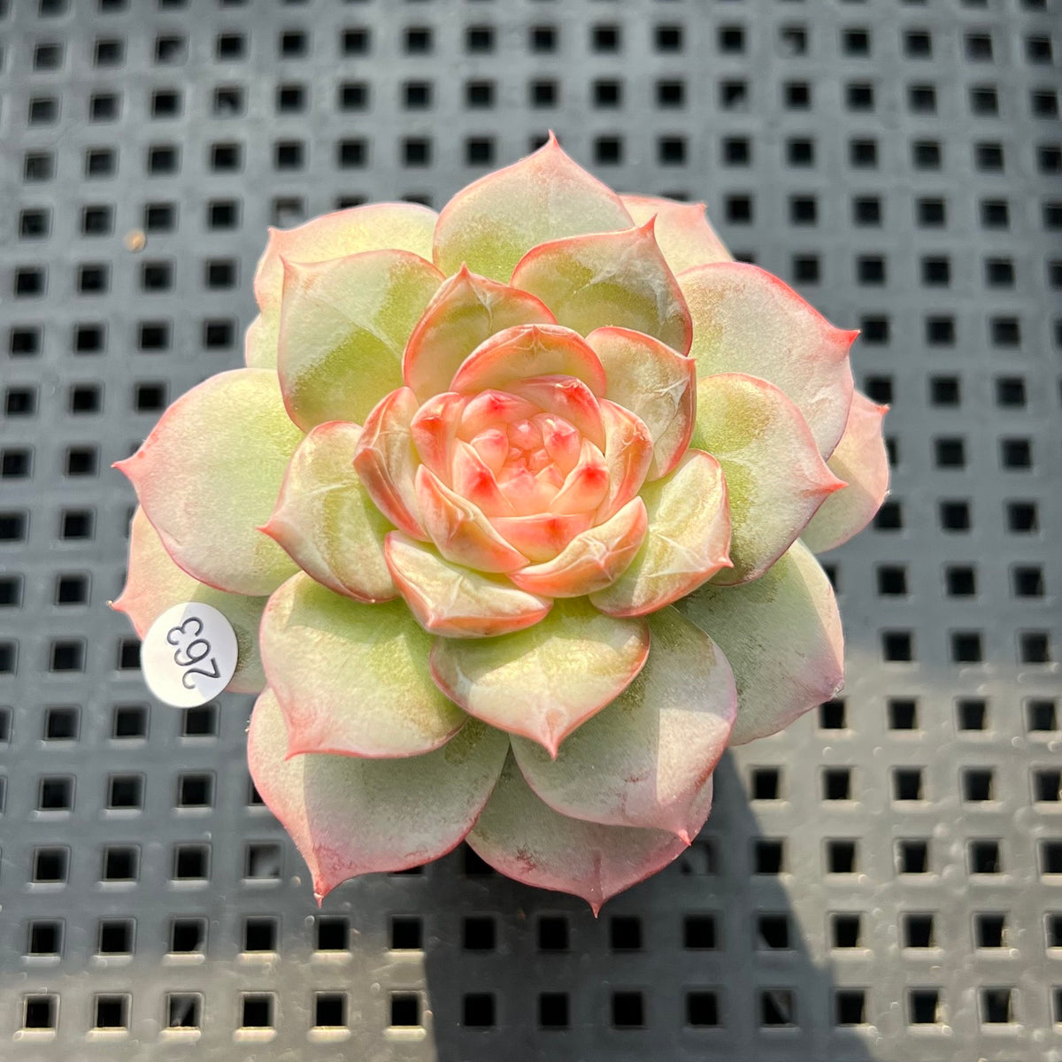 Echeveria 'Daiquiri' Jelly Type 2" Succulent Plant (Potted)