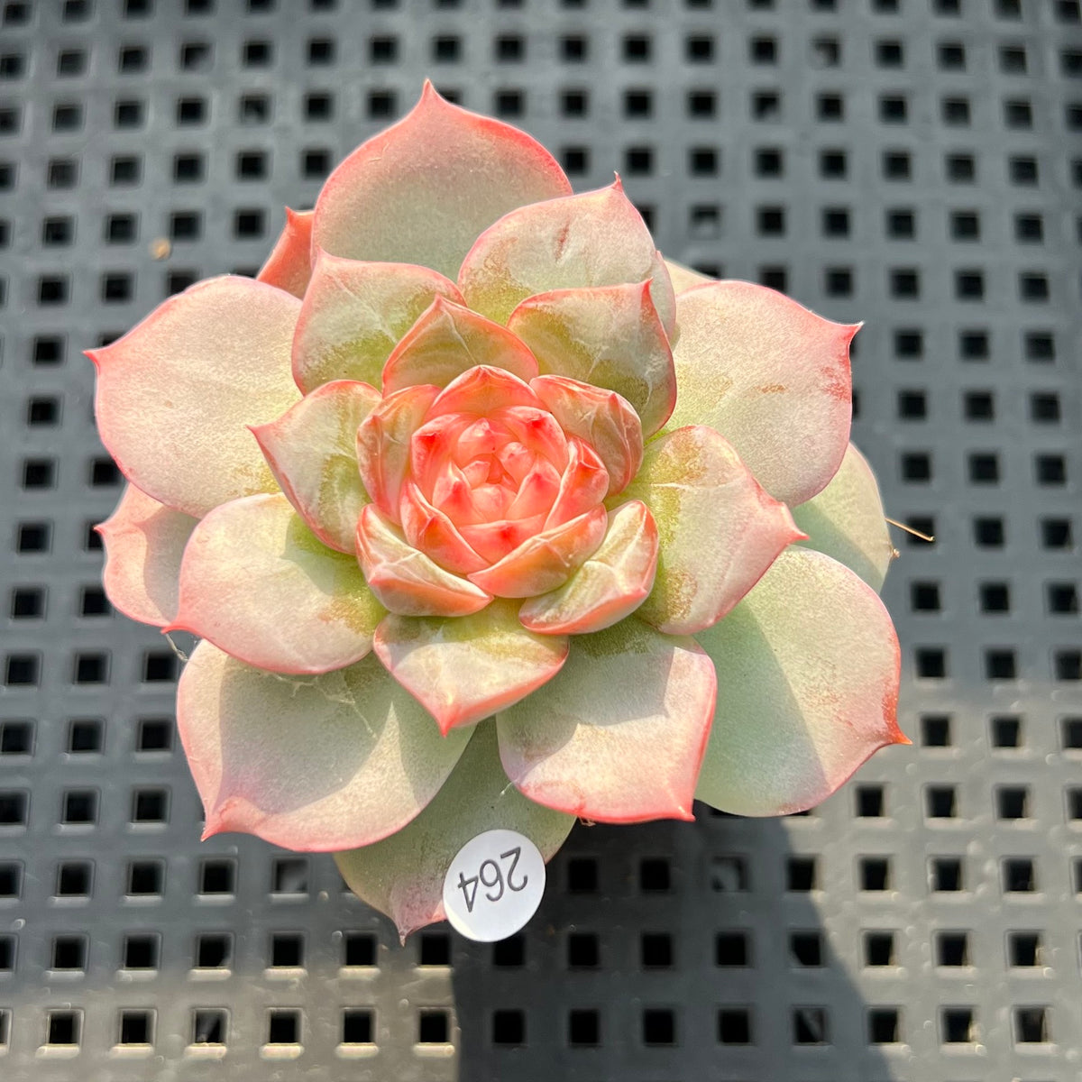 Echeveria 'Daiquiri' Jelly Type 2" Succulent Plant (Potted)