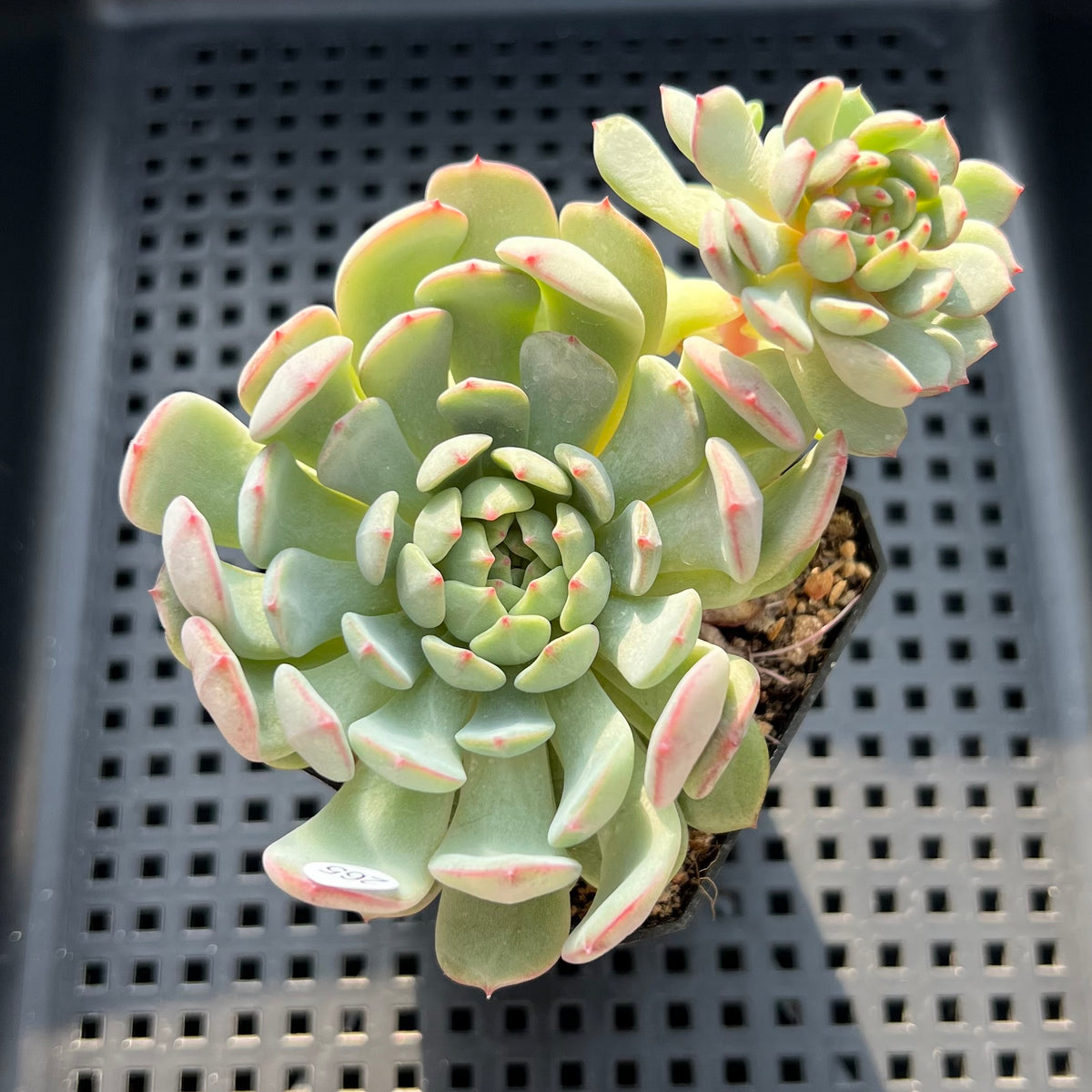 Echeveria 'Geumjak' 2"-3" Succulent Plant (Potted)