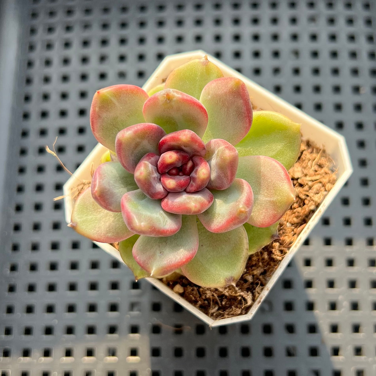 Echeveria 'Stonehenge' 2" (Hybrid by Brotherly Farm) Succulent Plant (Potted)
