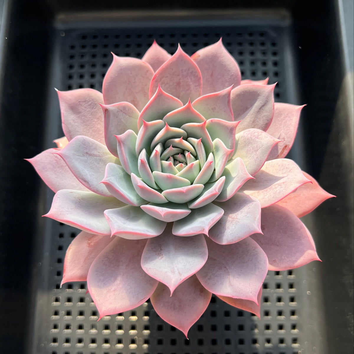Echeveria 'Laurensis' 4"-5" Compact Form Succulent Plant (Potted)