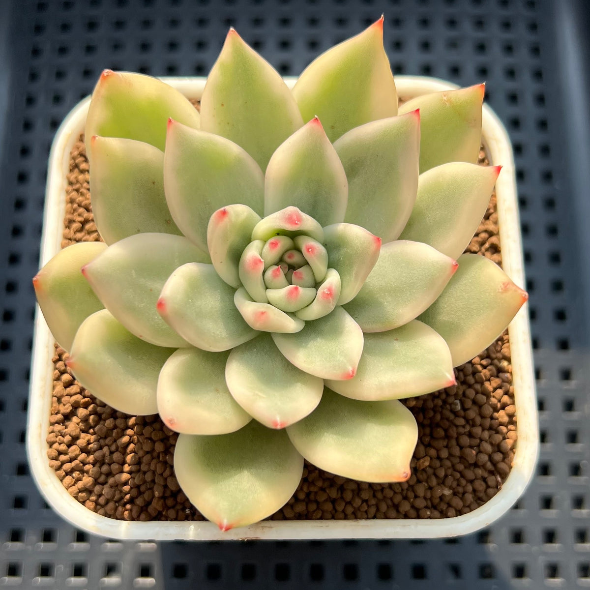 Echeveria Agavoides 'Amestro' Variegated 3" Succulent Plant (Cutting)