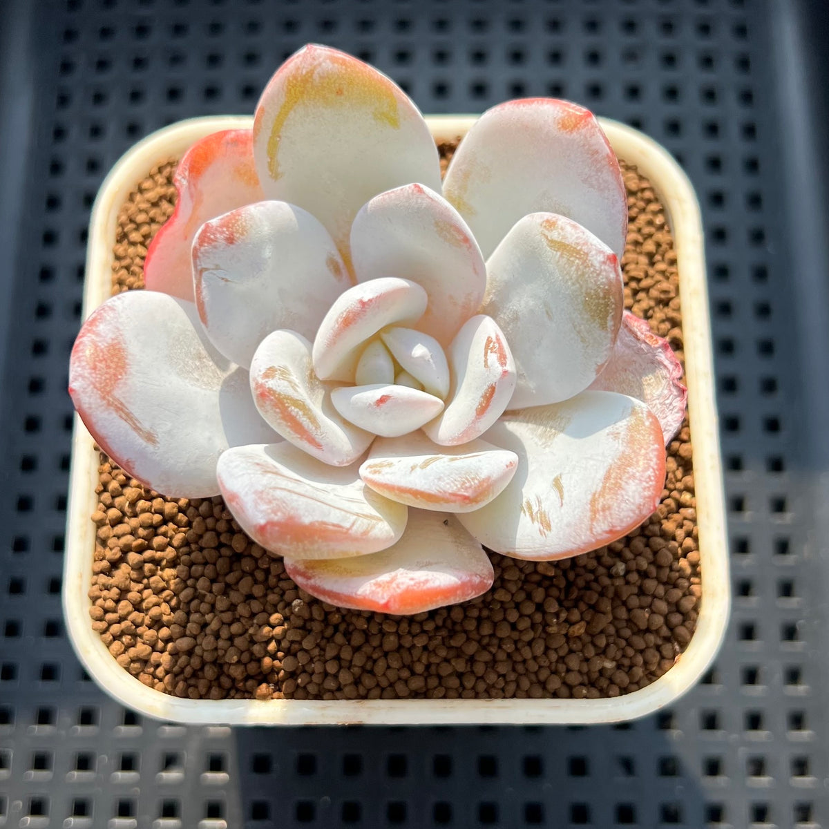 Echeveria Laui 2" Succulent Plant (Cutting)