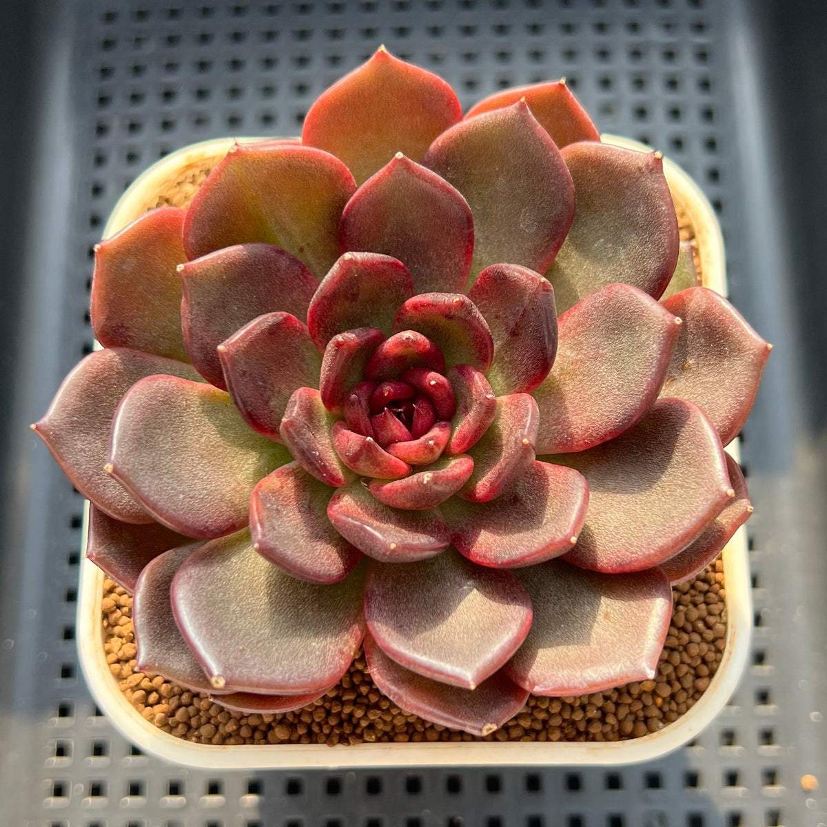 Echeveria 'Downy' 3" Succulent Plant (Cutting)