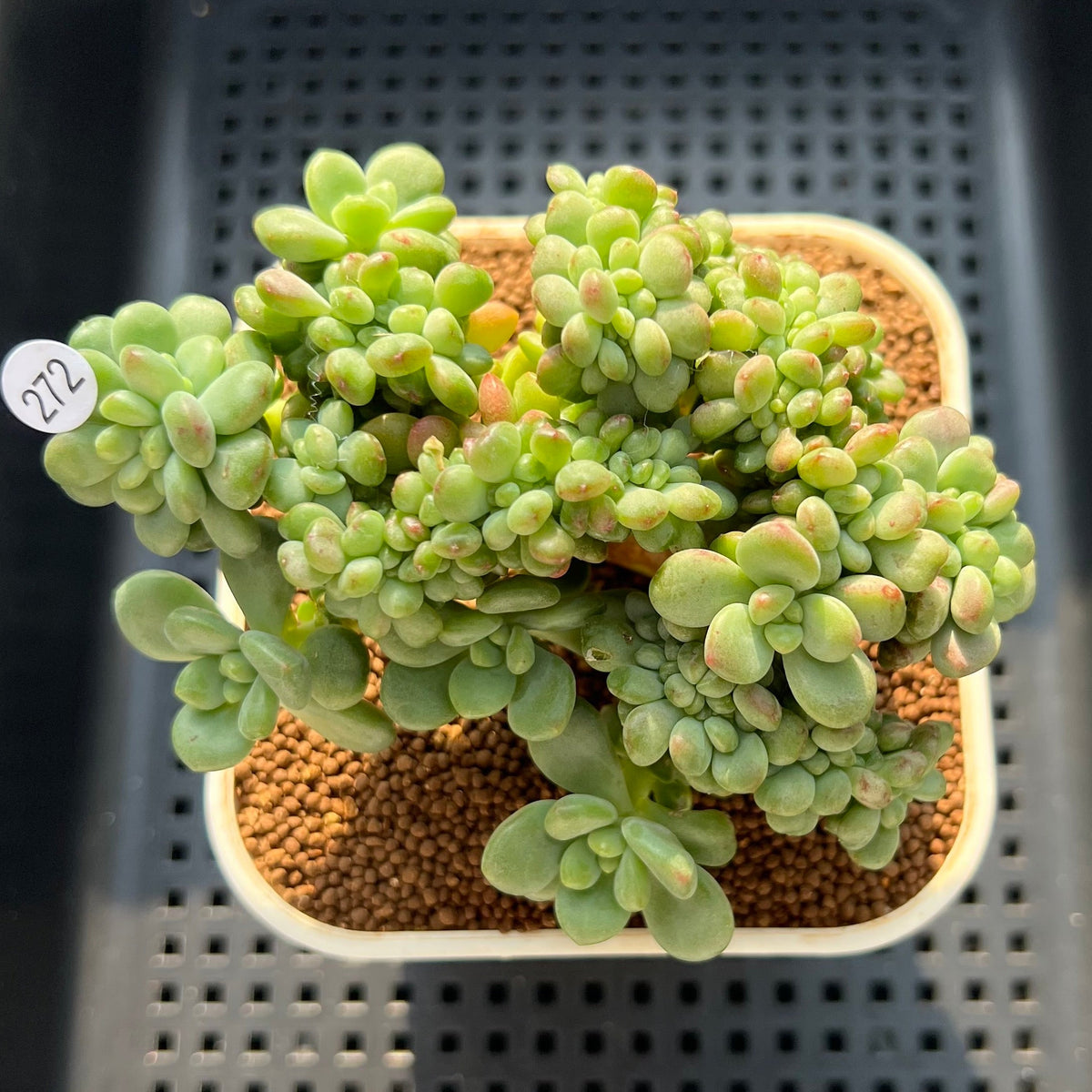 Sedum 'Shangri-La' Crested 3" Succulent Plant (Cutting)