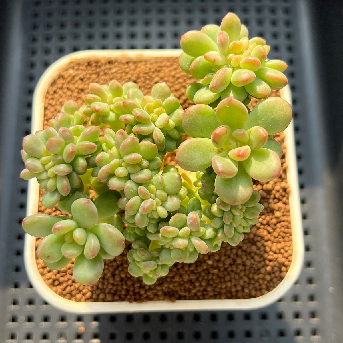 Sedum 'Shangri-La' Crested 3" Succulent Plant (Cutting)