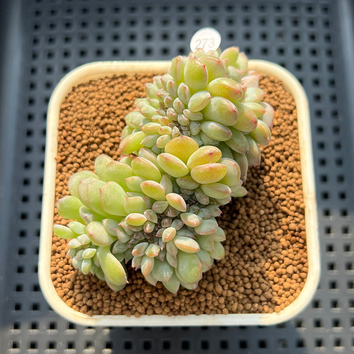 Echeveria 'Icy Orange' Crested 2"-3" Succulent Plant (Cutting)