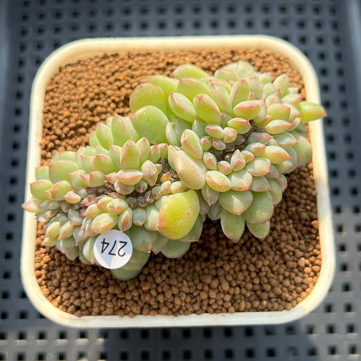 Echeveria 'Icy Orange' Crested 2"-3" Succulent Plant (Cutting)