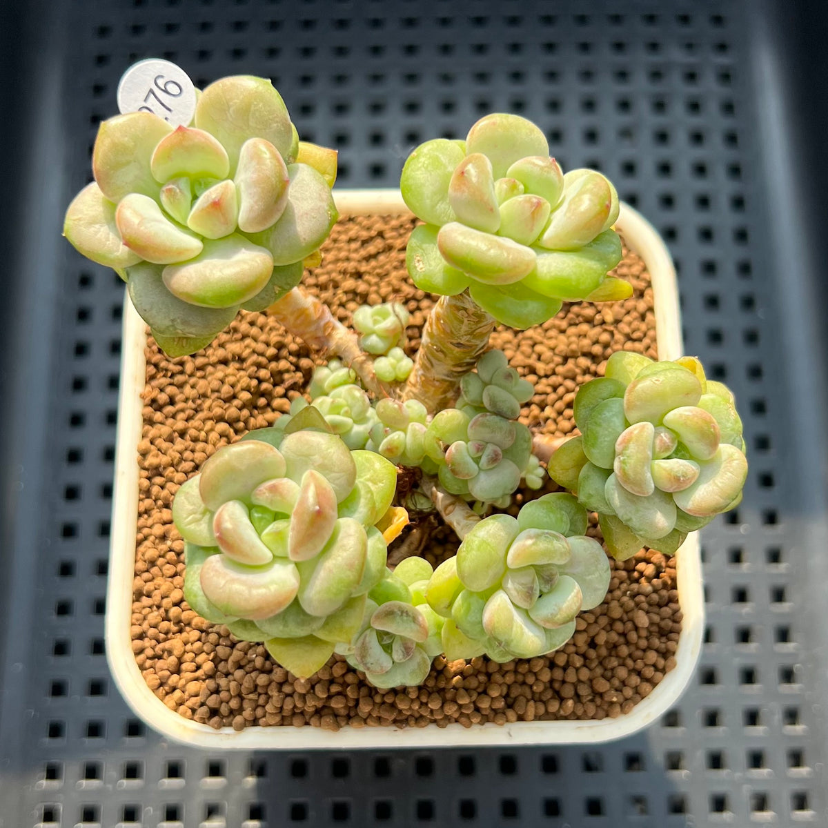 Graptopetalum 'Sugar Pong Pong' 2"-3" Succulent Plant (Cutting)