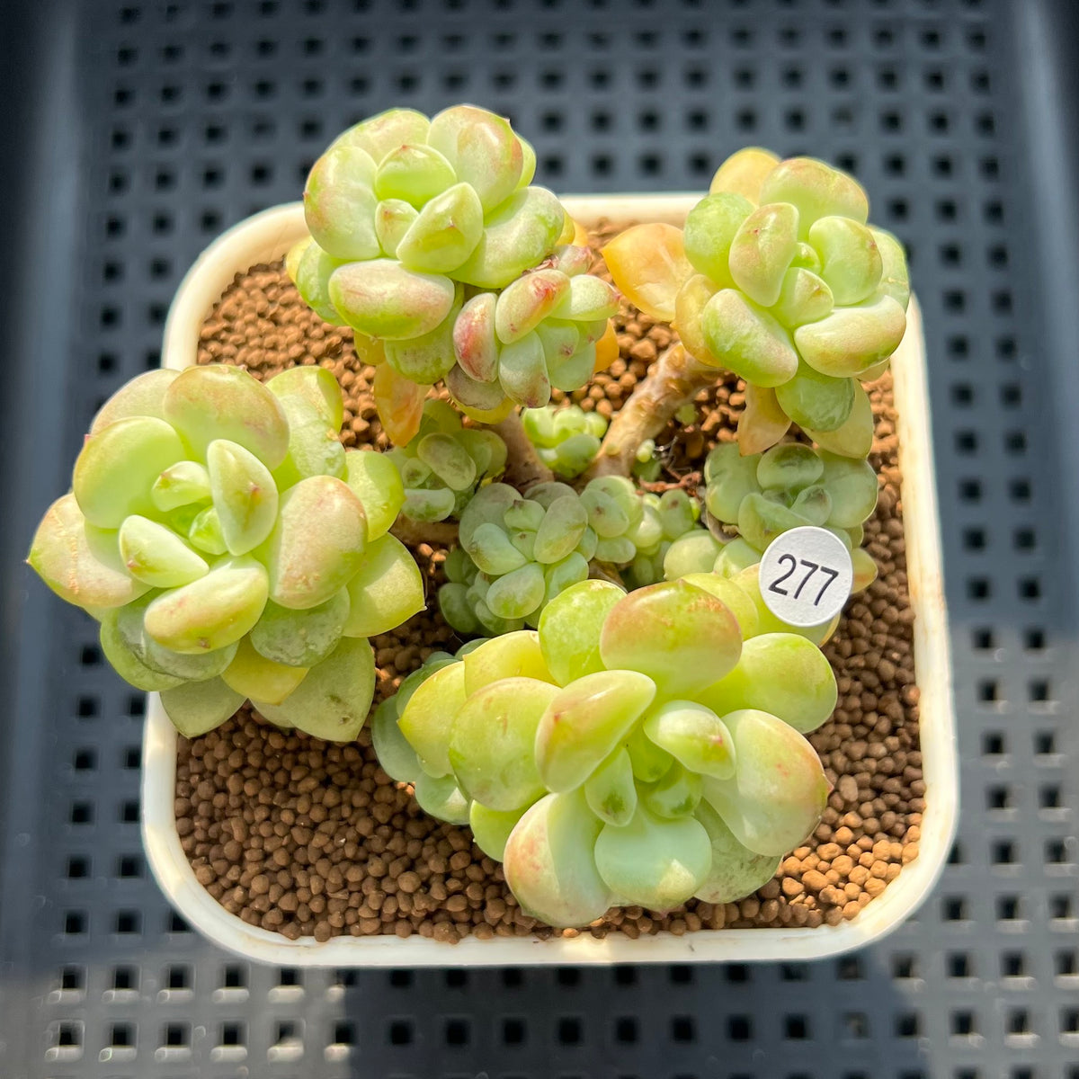 Graptopetalum 'Sugar Pong Pong' 2"-3" Succulent Plant (Cutting)