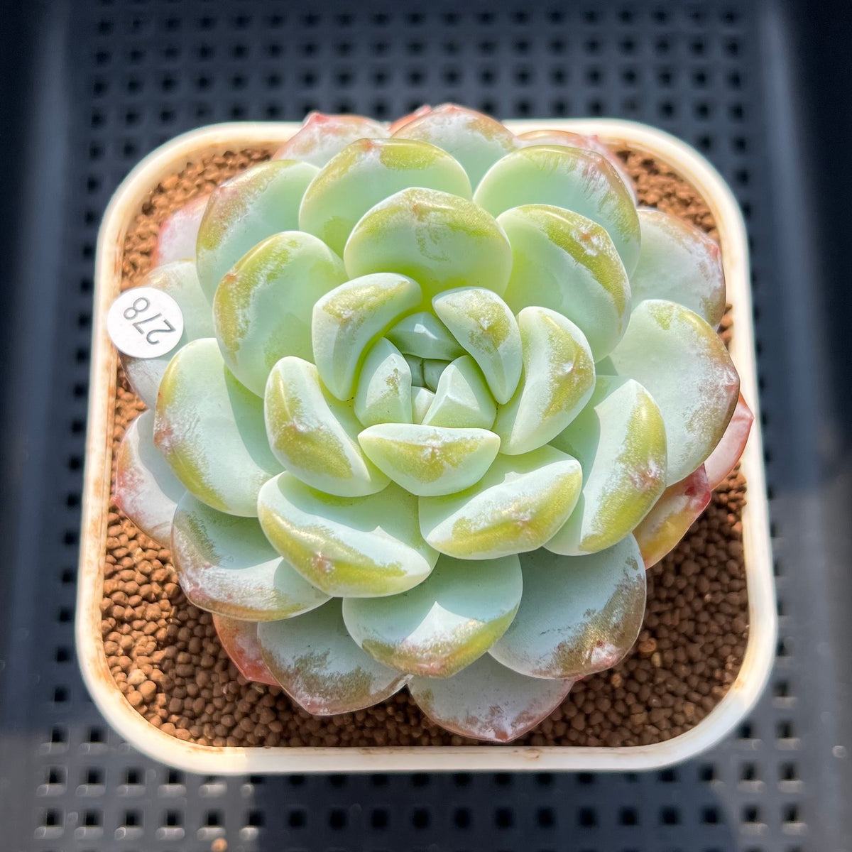 Echeveria 'Icy Green' 2"-3" Succulent Plant (Cutting)