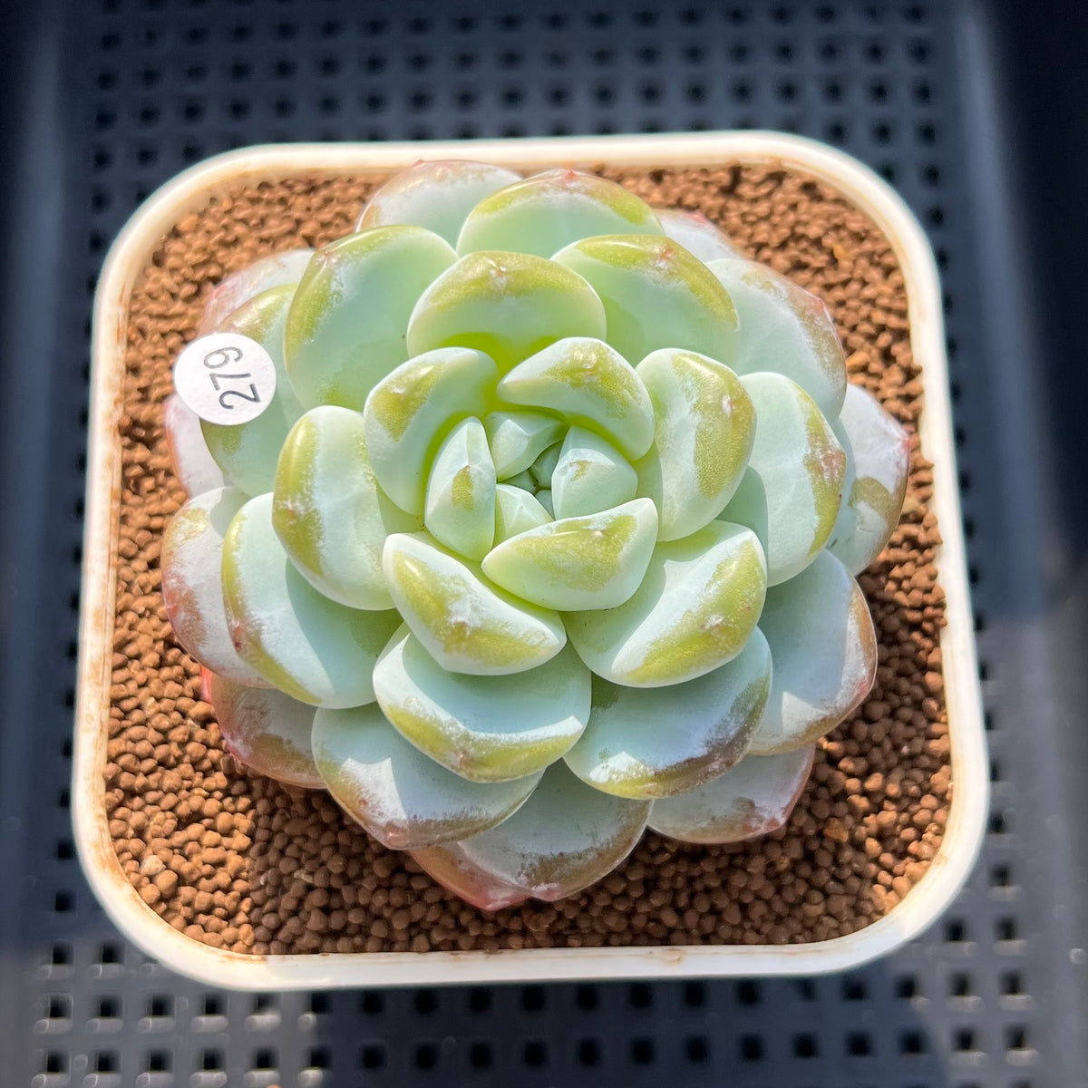 Echeveria 'Icy Green' 2"-3" Succulent Plant (Cutting)