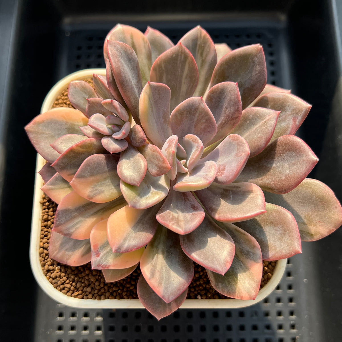 Graptoveria 'Debbie' Variegated 4" Succulent Plant (Cutting)