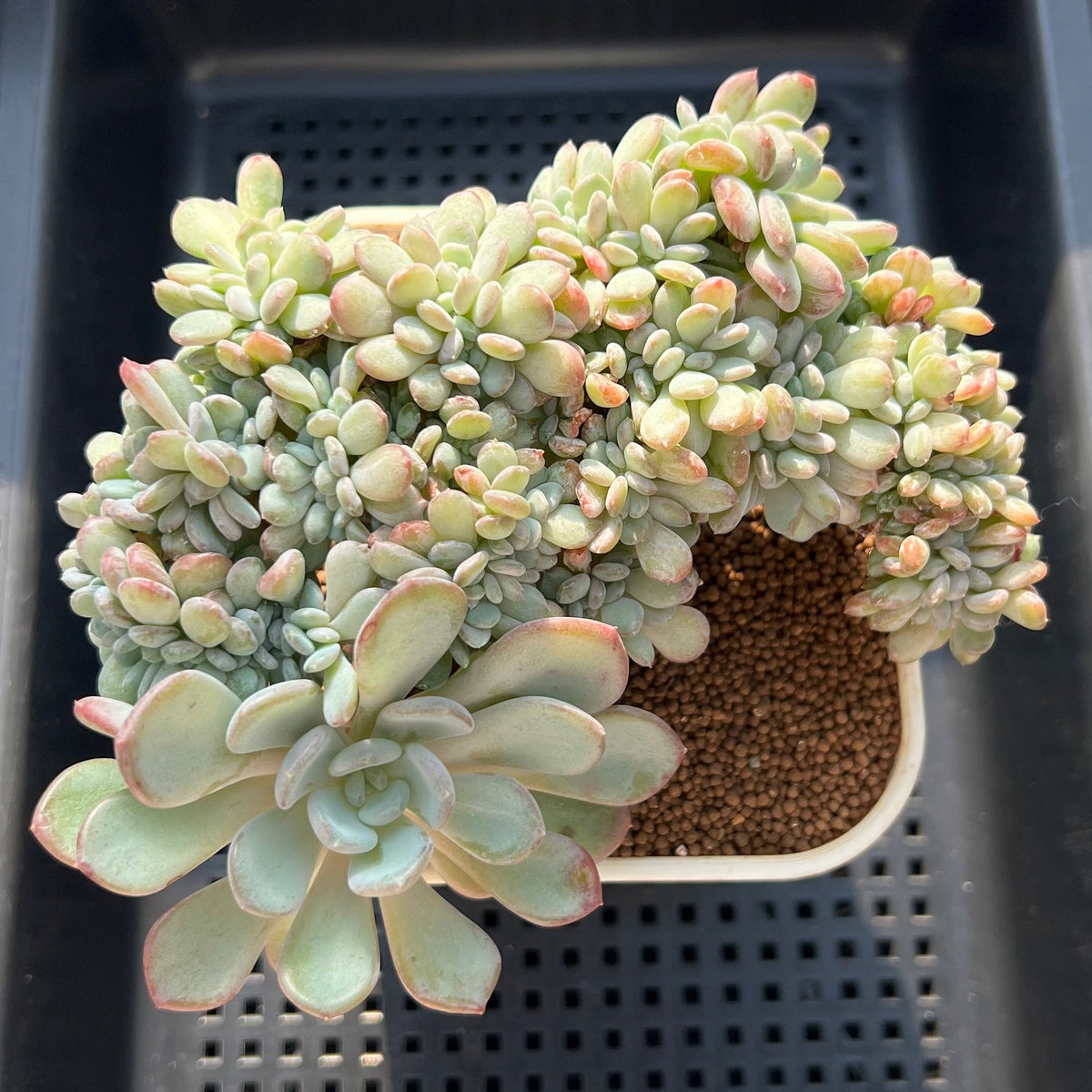 Echeveria 'Onyx' Crested Cluster 5"-6" Succulent Plant (Cutting)