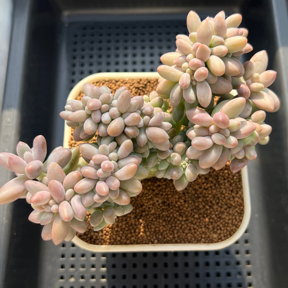 Pachyphytum 'Purple Beauty' Crested Cluster 5"-6" Succulent Plant (Cutting)