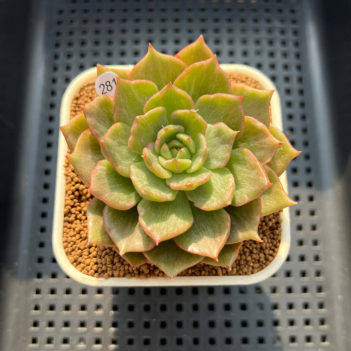 Echeveria 'Wonder Woman' Variegated 2" Succulent Plant (Cutting)