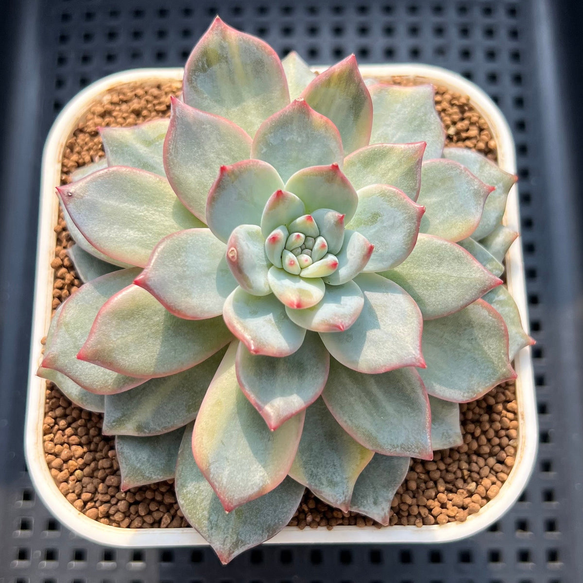 Echeveria 'Blue Bird' Variegated 3"-4 Succulent Plant (Cutting)