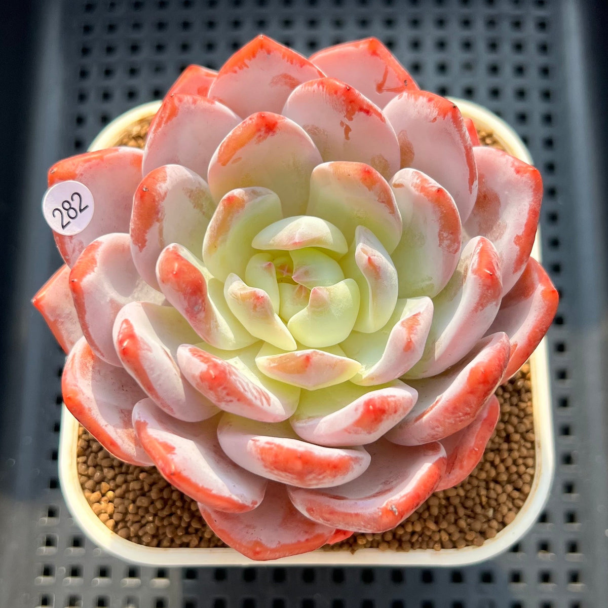 Echeveria 'Seong Yeong' 3"-4" Succulent Plant (Cutting)